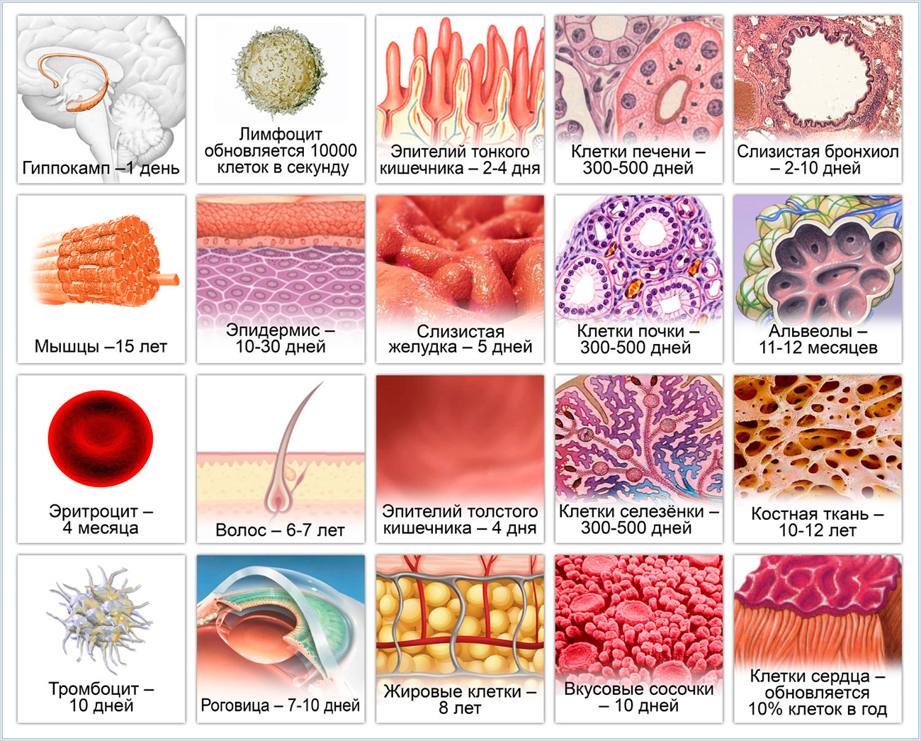 Виды клеток в организме человека